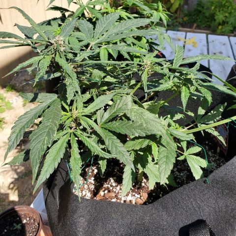 Bloody Skunk growlog photo: Week 5