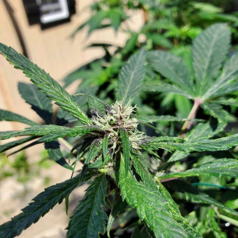 Bloody Skunk growlog photo: Week 5