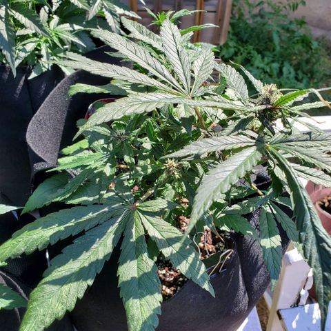 Bloody Skunk growlog photo: Week 5