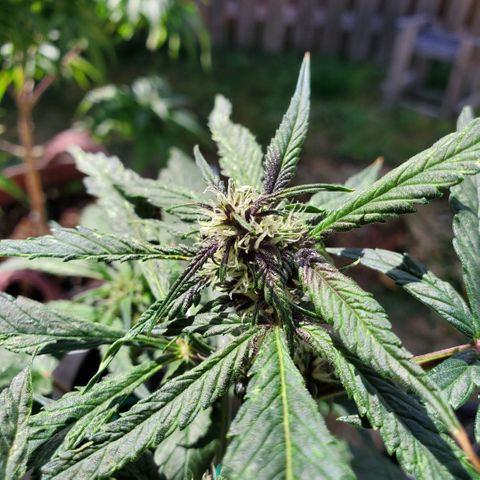 Bloody Skunk growlog photo: Week 5