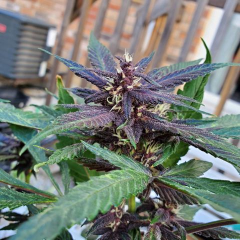 Bloody Skunk growlog photo: Week 6