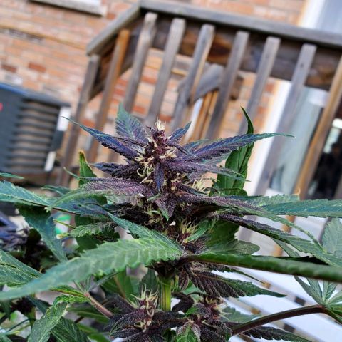 Bloody Skunk growlog photo: Week 6