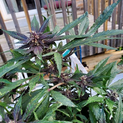 Bloody Skunk growlog photo: Week 6