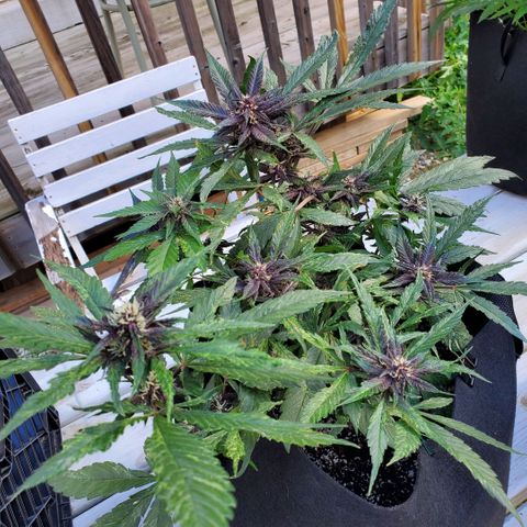 Bloody Skunk growlog photo: Week 6