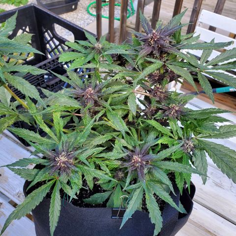 Bloody Skunk growlog photo: Week 6