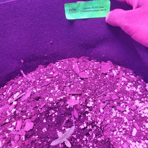 Cheese Auto Feminized growlog photo: Week 1
