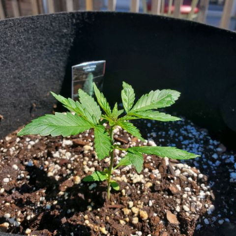 Cheese Auto Feminized growlog photo: Week 2 