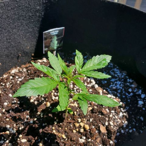 Cheese Auto Feminized growlog photo: Week 2 