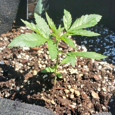 Cheese Auto Feminized growlog photo: Week 2 