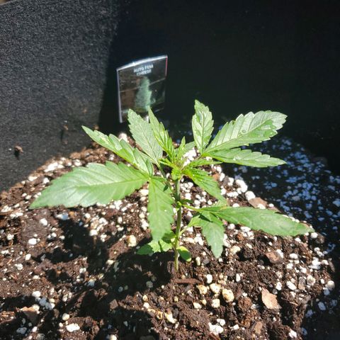 Cheese Auto Feminized growlog photo: Week 2 