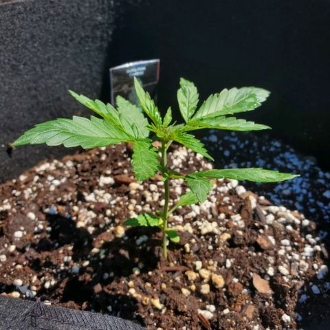 Cheese Auto Feminized growlog photo: Week 2 