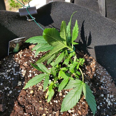 Cheese Auto Feminized growlog photo: Week 3