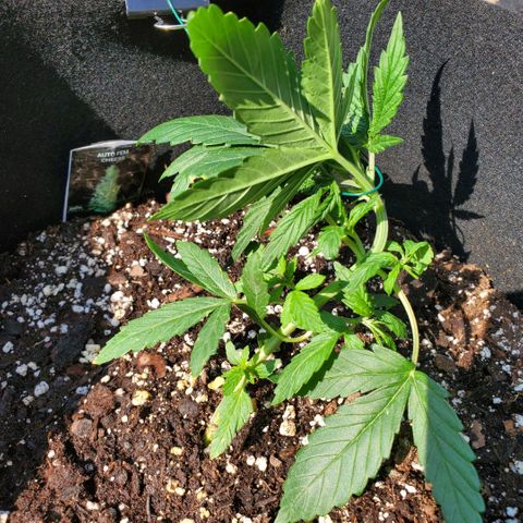 Cheese Auto Feminized growlog photo: Week 3