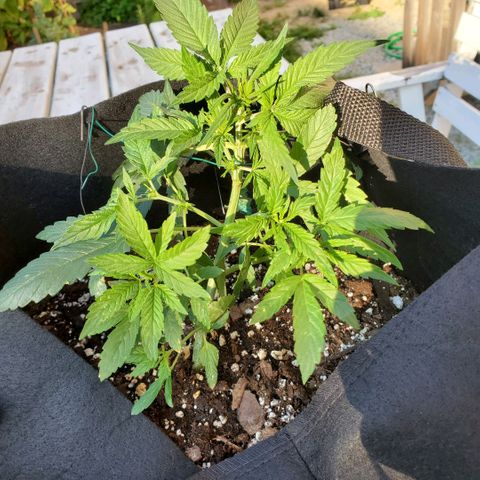 Cheese Auto Feminized growlog photo: Week 4