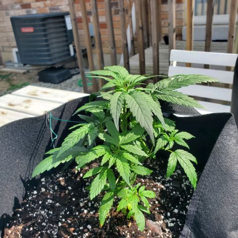 Cheese Auto Feminized growlog photo: Week 3