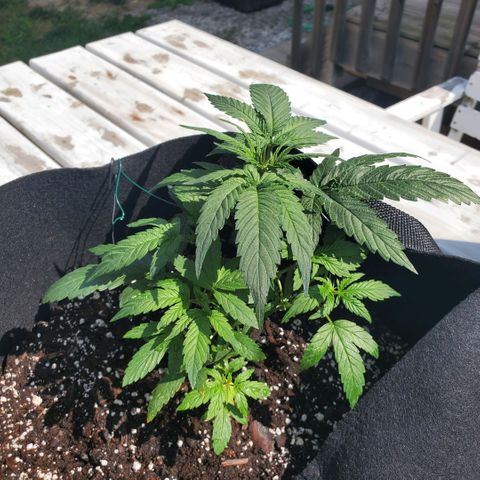 Cheese Auto Feminized growlog photo: Week 3