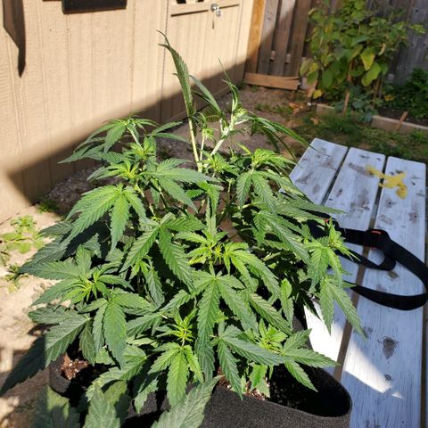 Cheese Auto Feminized growlog photo: Week 5 