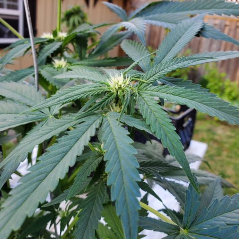 Cheese Auto Feminized growlog photo: Week 6