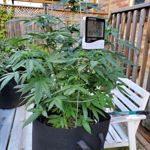 Cheese Auto Feminized growlog photo: Week 6