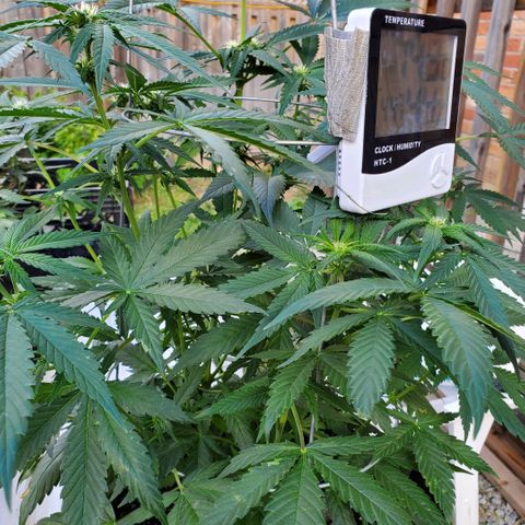 Cheese Auto Feminized growlog photo: Week 6