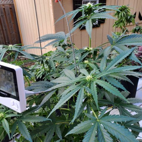 Cheese Auto Feminized growlog photo: Week 6