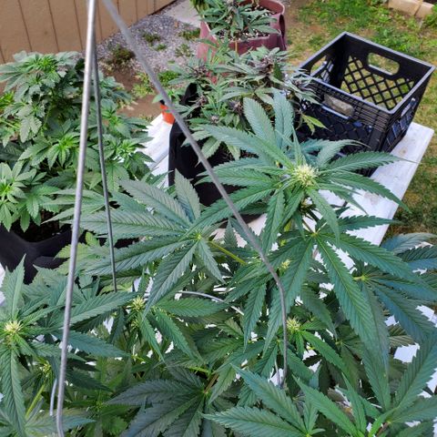 Cheese Auto Feminized growlog photo: Week 6