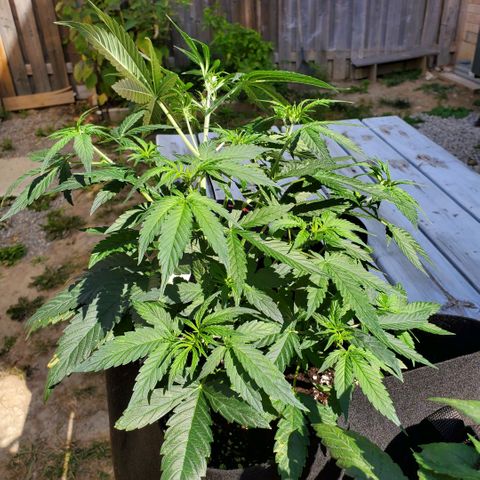 Cheese Auto Feminized growlog photo: Week 5 