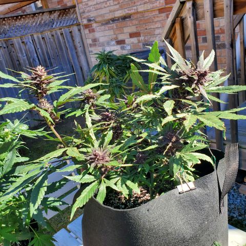 Bloody Skunk growlog timeline photo