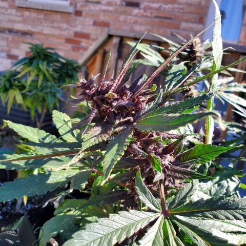 Bloody Skunk growlog timeline photo