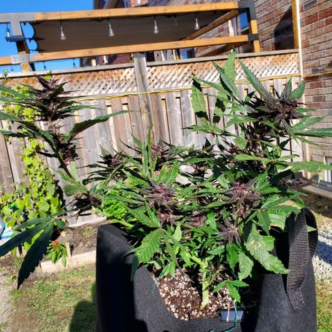 Bloody Skunk growlog timeline photo