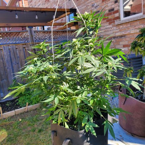 Cheese Auto Feminized growlog timeline photo