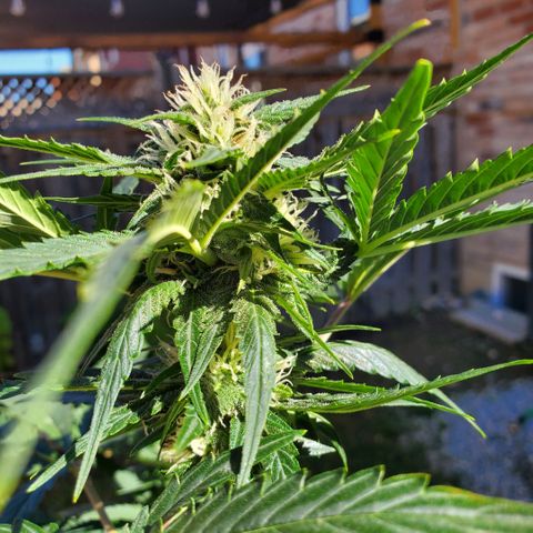 Cheese Auto Feminized growlog timeline photo