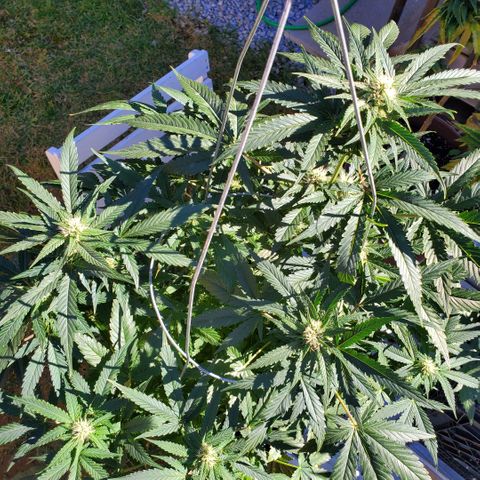 Cheese Auto Feminized growlog timeline photo