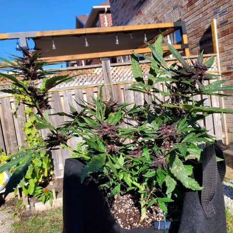 Bloody Skunk growlog timeline photo