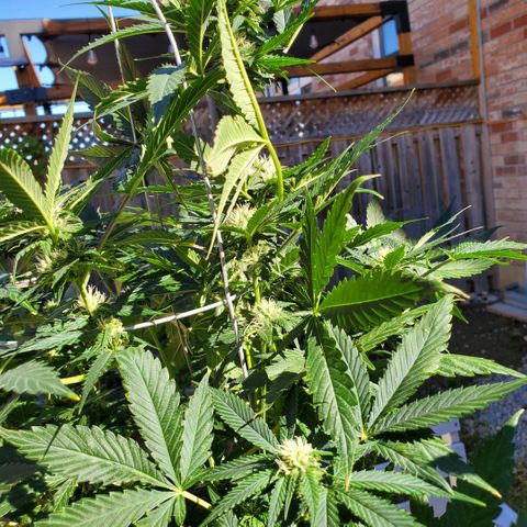 Cheese Auto Feminized growlog timeline photo