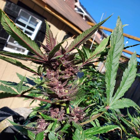 Bloody Skunk growlog timeline photo