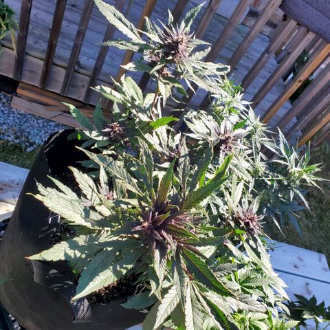 Bloody Skunk growlog timeline photo