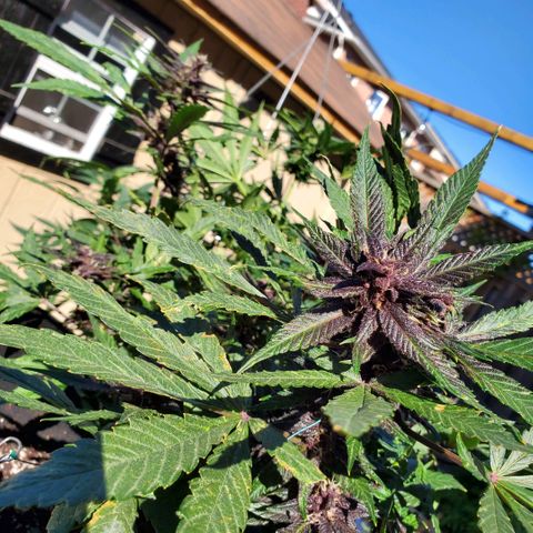 Bloody Skunk growlog timeline photo