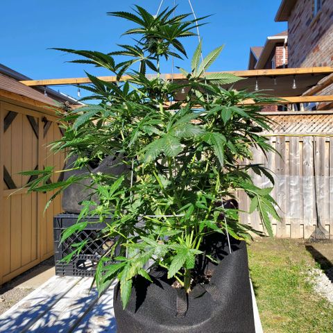Cheese Auto Feminized growlog timeline photo
