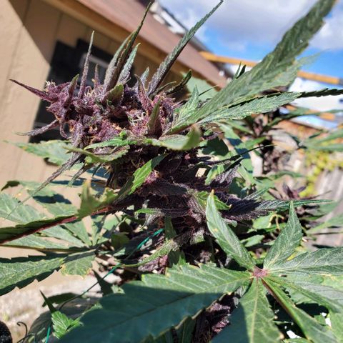 Bloody Skunk growlog timeline photo