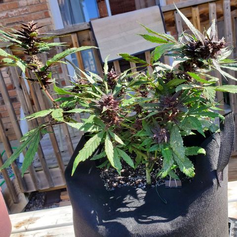Bloody Skunk growlog timeline photo