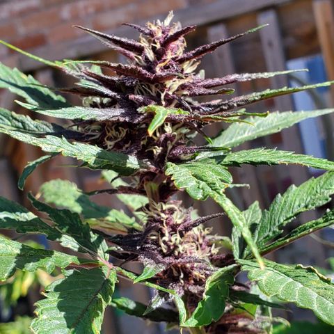 Bloody Skunk growlog timeline photo