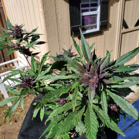Bloody Skunk growlog timeline photo