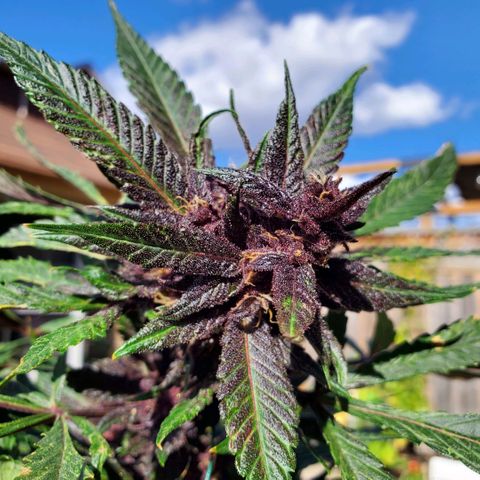 Bloody Skunk growlog timeline photo