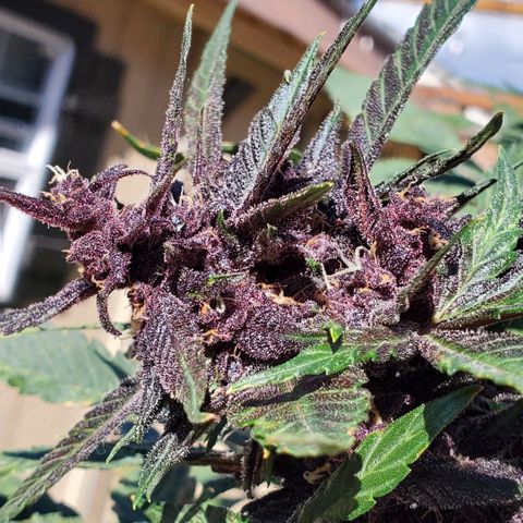 Bloody Skunk growlog timeline photo