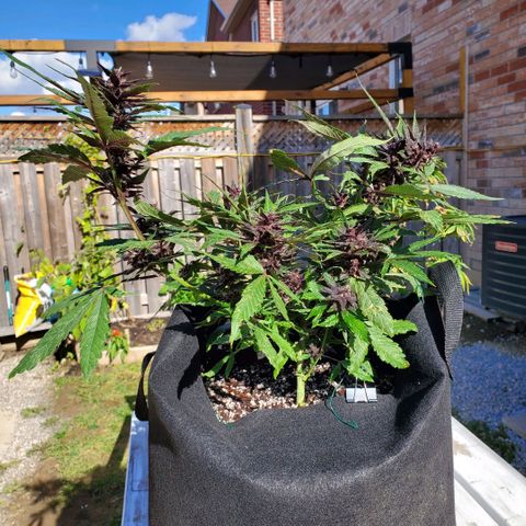 Bloody Skunk growlog timeline photo