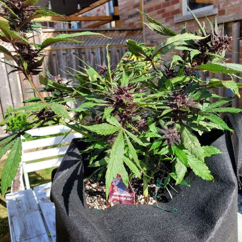 Bloody Skunk growlog timeline photo