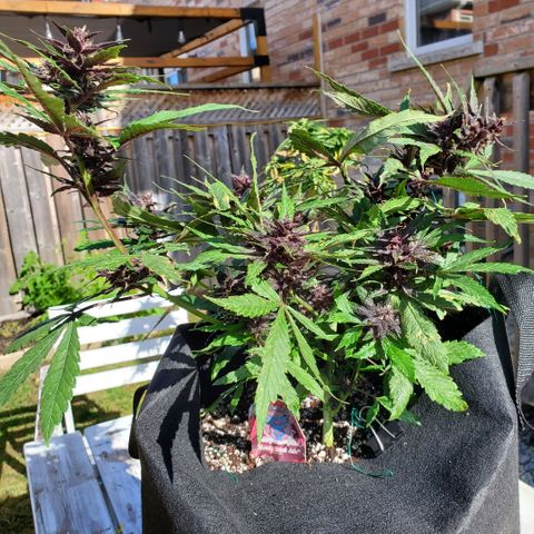 Bloody Skunk growlog timeline photo