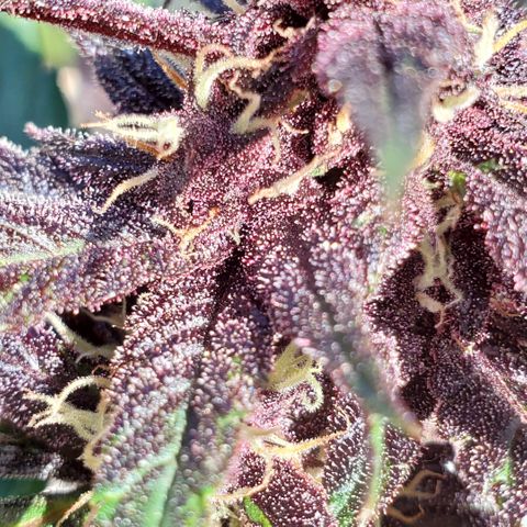 Bloody Skunk growlog timeline photo