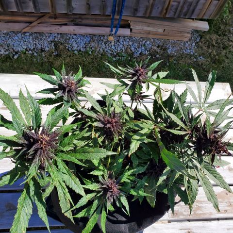 Bloody Skunk growlog timeline photo